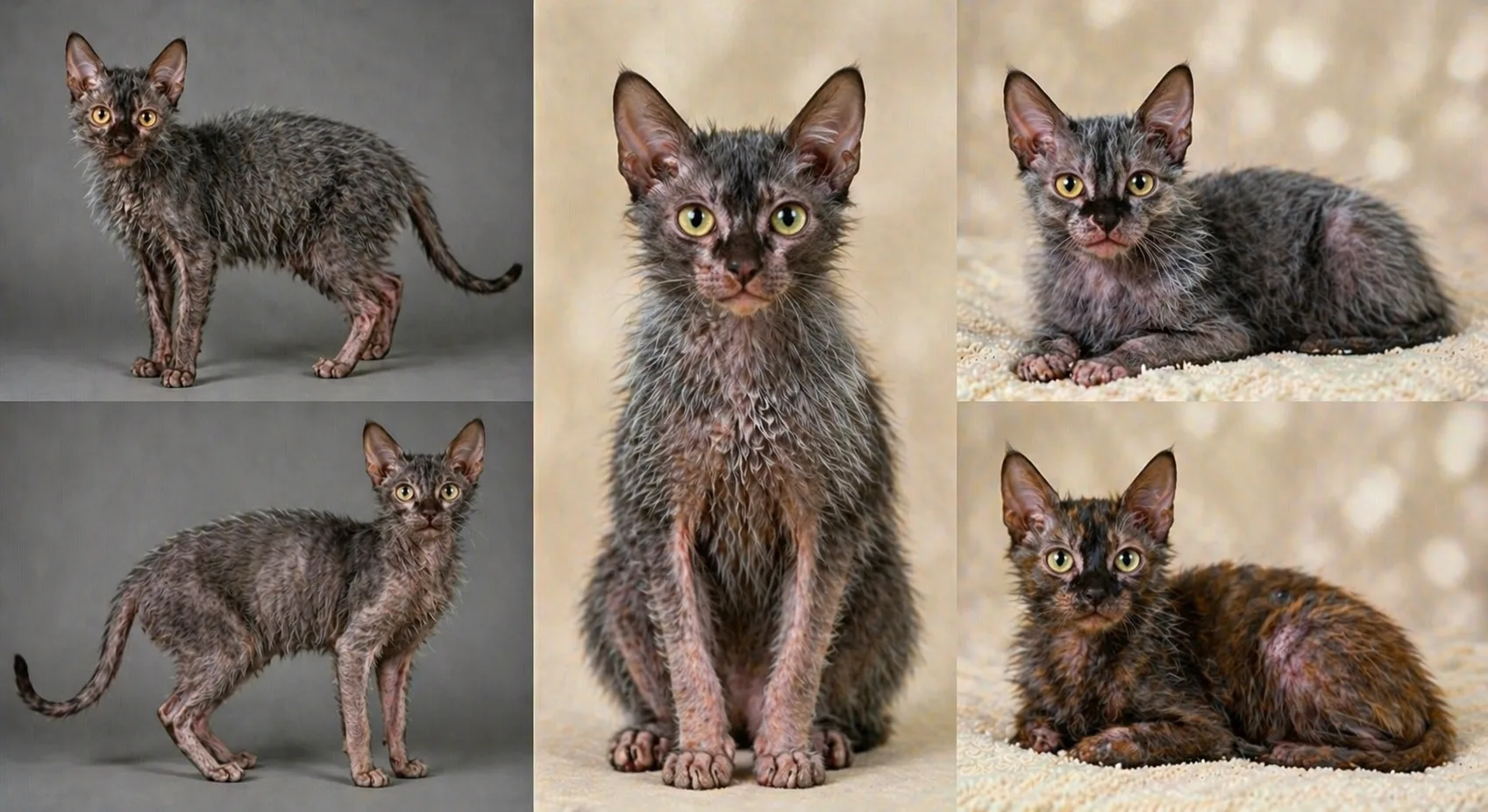 Lykoi